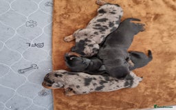 Miniature Dachshund dogs for sale: Stunning KC Health Tested Miniature Dachshunds - Image 19