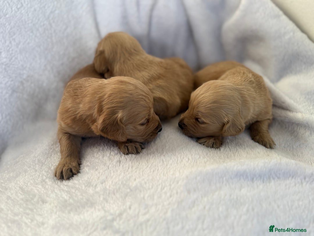 Goldador dogs for sale: Gorgeous Goldador puppies ready to go 22nd  - Advert 15