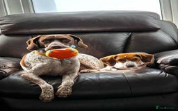 Mixed Breed dogs for adoption: Little Nancy is ready for her forever family! - Image 6