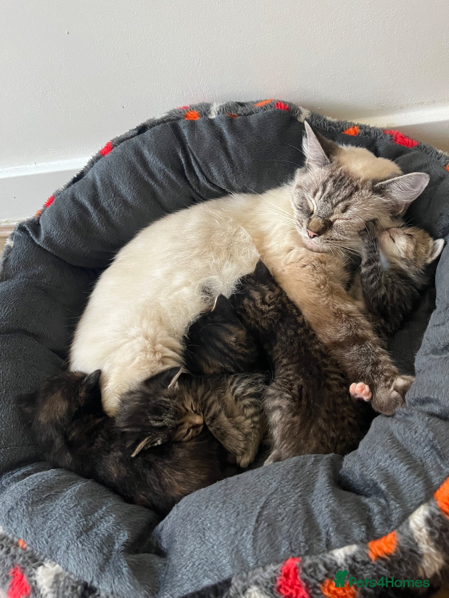 Mixed Breed cats Ragdoll/Tabby kittens for sale, mixed breed  - Advert 3