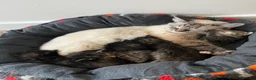 Mixed Breed cats for sale: Ragdoll/Tabby kittens for sale, mixed breed  - Advert 1
