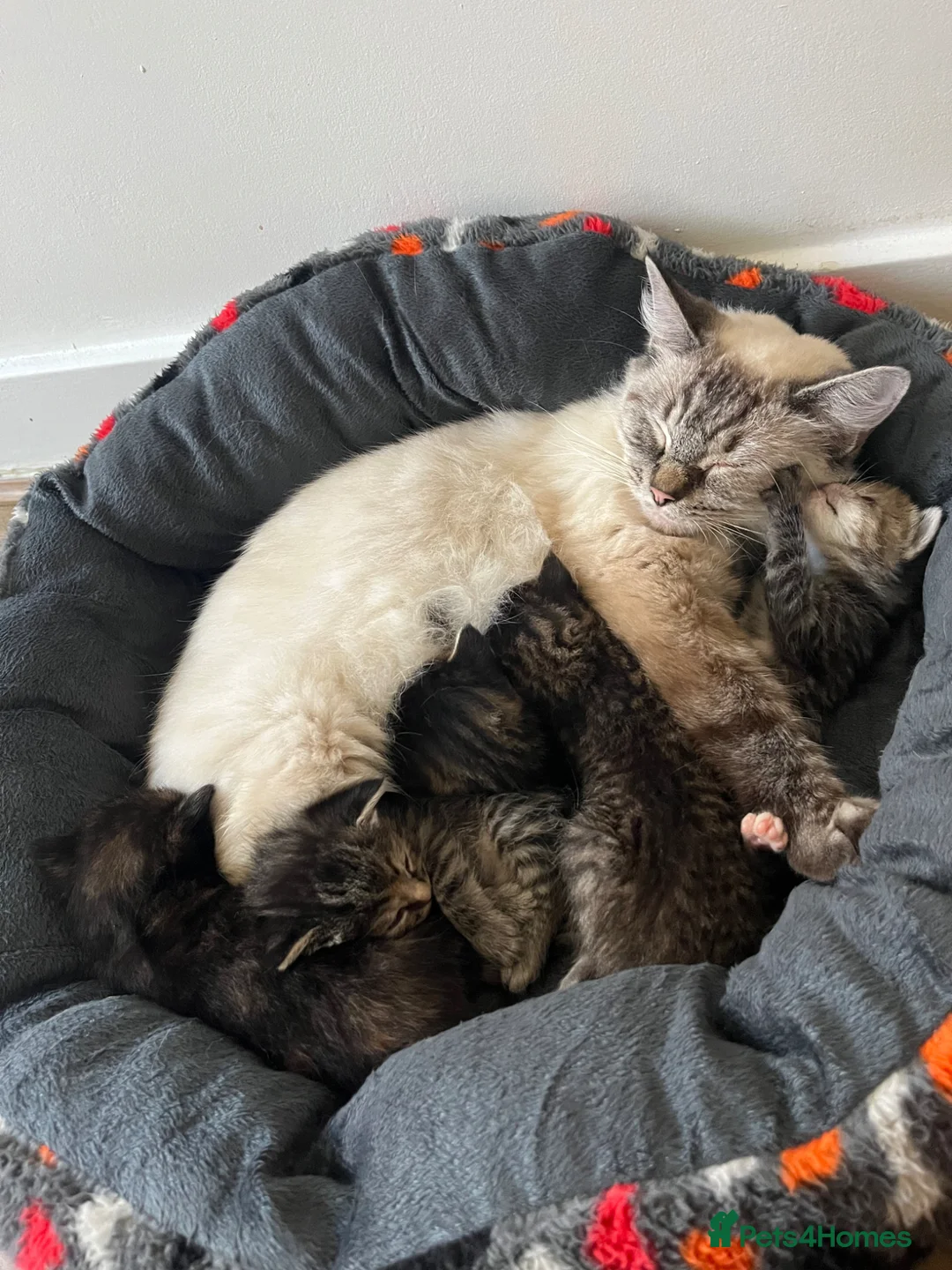 Mixed Breed cats for sale: Ragdoll/Tabby kittens for sale, mixed breed  - Advert 1