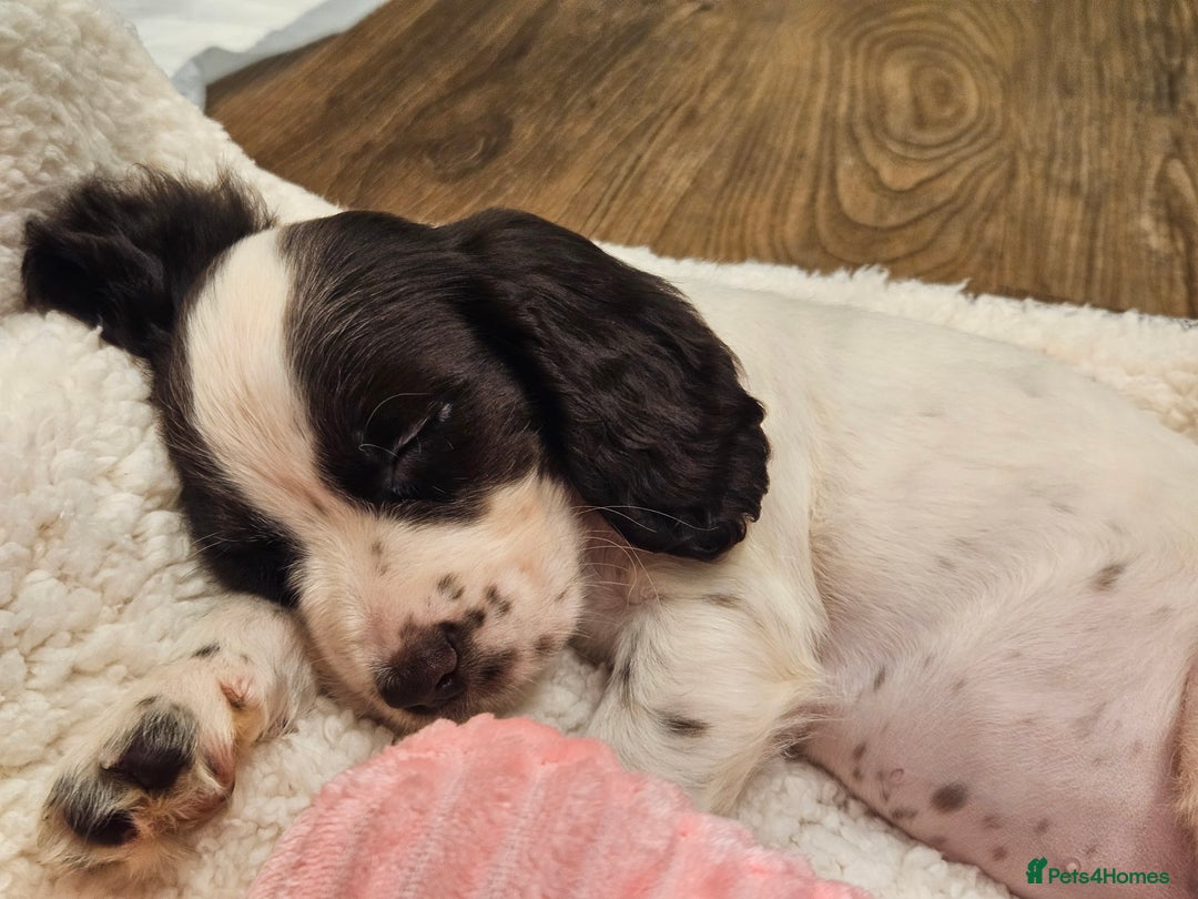 Cocker Spaniel dogs for sale: Cocker Spaniel  - Advert 3