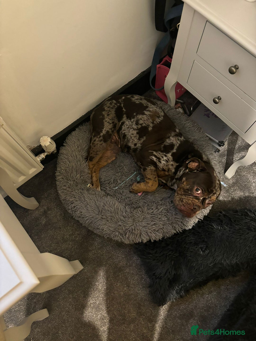 English Bulldog dogs for sale: Rebel  - Advert 2