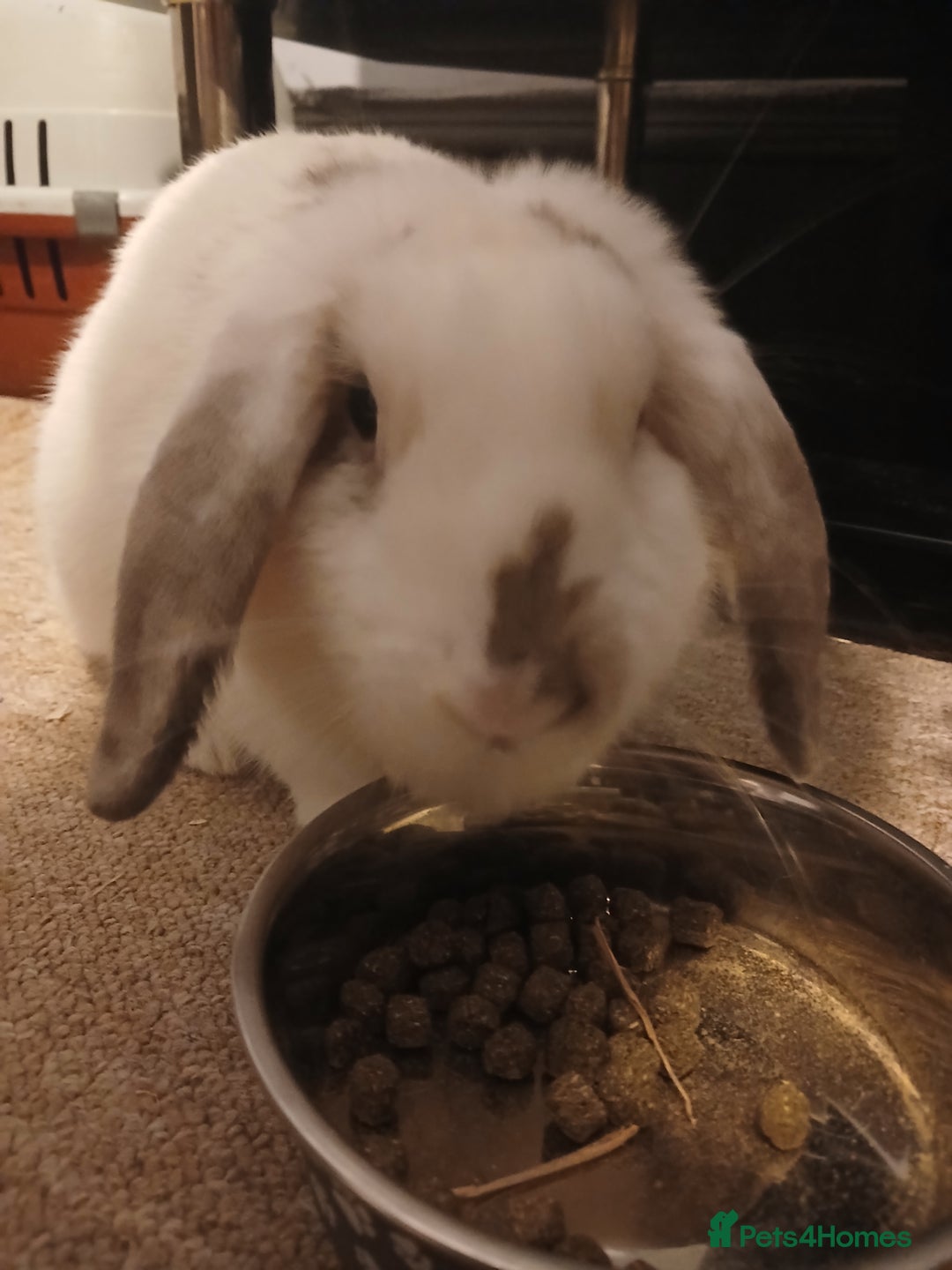 Mini Lop rabbits for sale: Malibu to a good home  - Advert 2