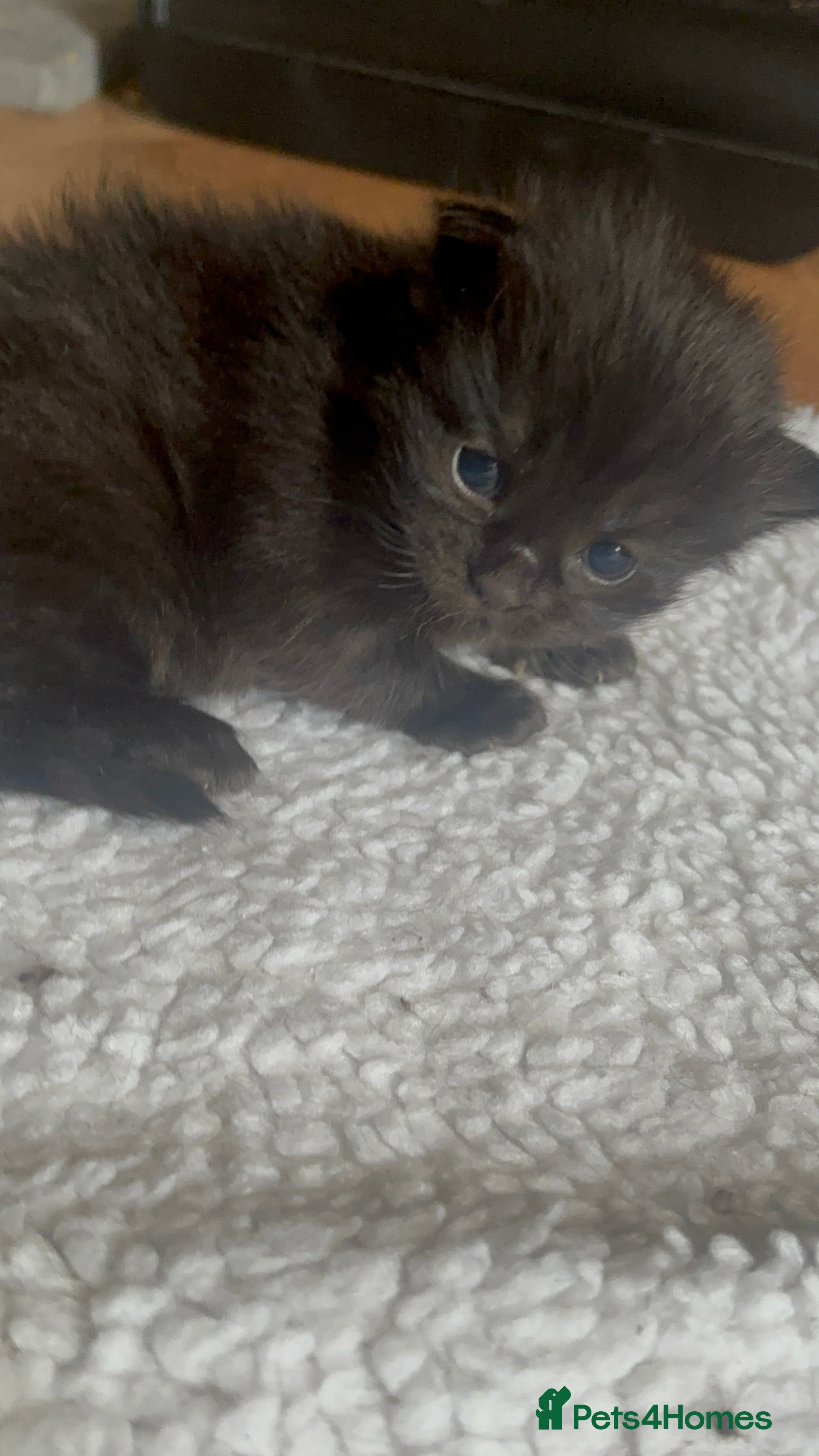 Ragdoll cats for sale: Ragdoll/persian mix - Advert 2