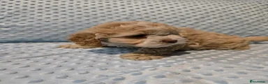 Cockapoo 1