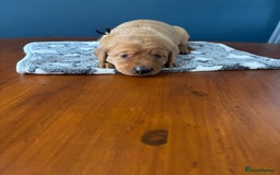 Labrador Retriever dogs for sale: 9 Red Fox Labradors - 3 male 6 female.  - Image 8