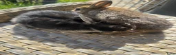 Netherland Dwarf rabbits for sale: Lovely Netherland Dwarf baby rabbits. - Advert 10