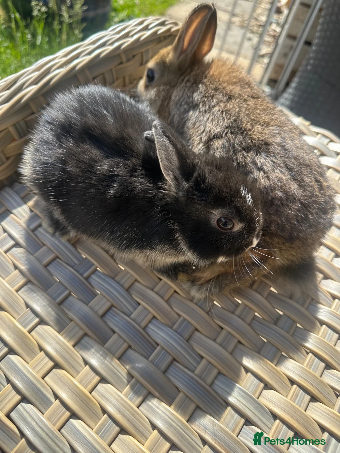 Netherland Dwarf rabbits for sale: Lovely Netherland Dwarf baby rabbits. - Advert 10