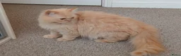 Persian cats for sale: Pure Persian Parents and kittens for sale in Hinckley - Advert 10