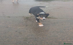 Border Collie dogs for sale: Cracking Working Collie Pups 3 LEFT  - Advert 9