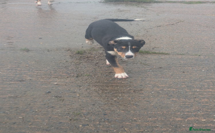 Border Collie dogs Cracking Working Collie Pups 2 LEFT  - Advert 2
