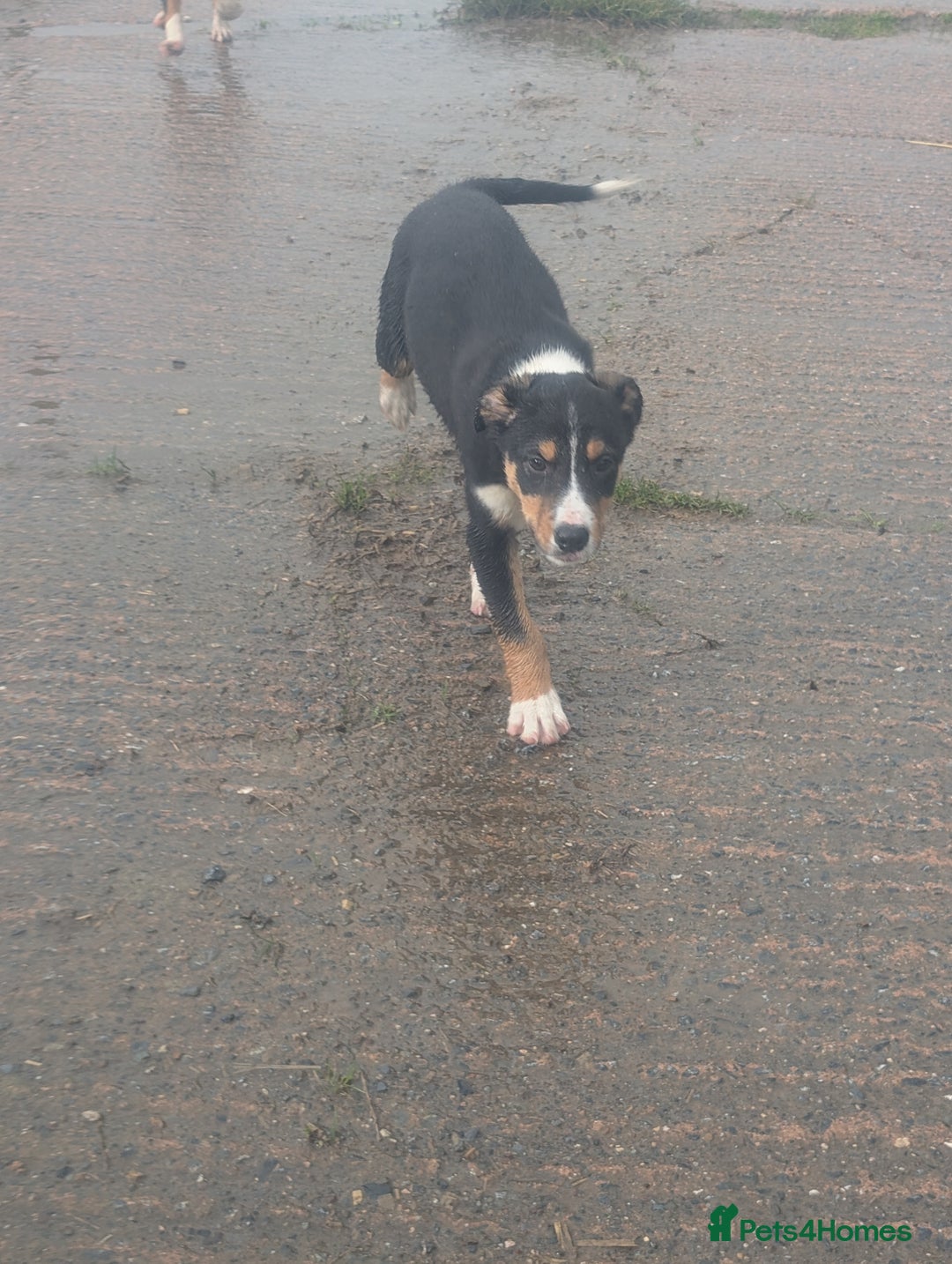 Border Collie dogs for sale: Cracking Working Collie Pups 3 LEFT  - Advert 9
