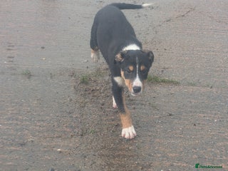 Border Collie dogs Cracking Working Collie Pups 2 LEFT - Advert 1