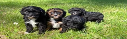 Cavapoo dogs for sale: Beautiful F1 Cavapoo Puppies - 1 Girl 3 Boys in Gosport - Advert 7