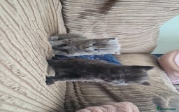 British Longhair cats for sale: BRITISH LONGHAIR/RAGDOLL/MAINE COON FOR SALE - Image 2