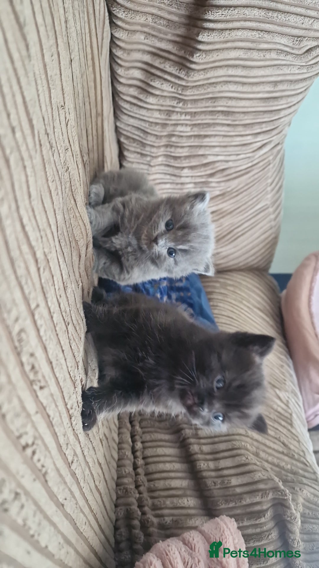 British Longhair cats for sale: BRITISH LONGHAIR/RAGDOLL/MAINE COON FOR SALE - Image 2