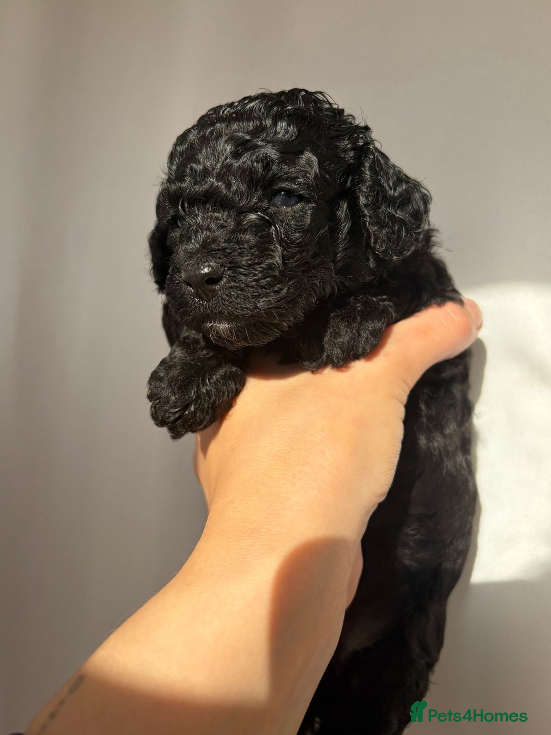Cavapoo dogs for sale: READY TO LEAVE BLACK & WHITE TEDDY BEAR CAVAPOO - Advert 13