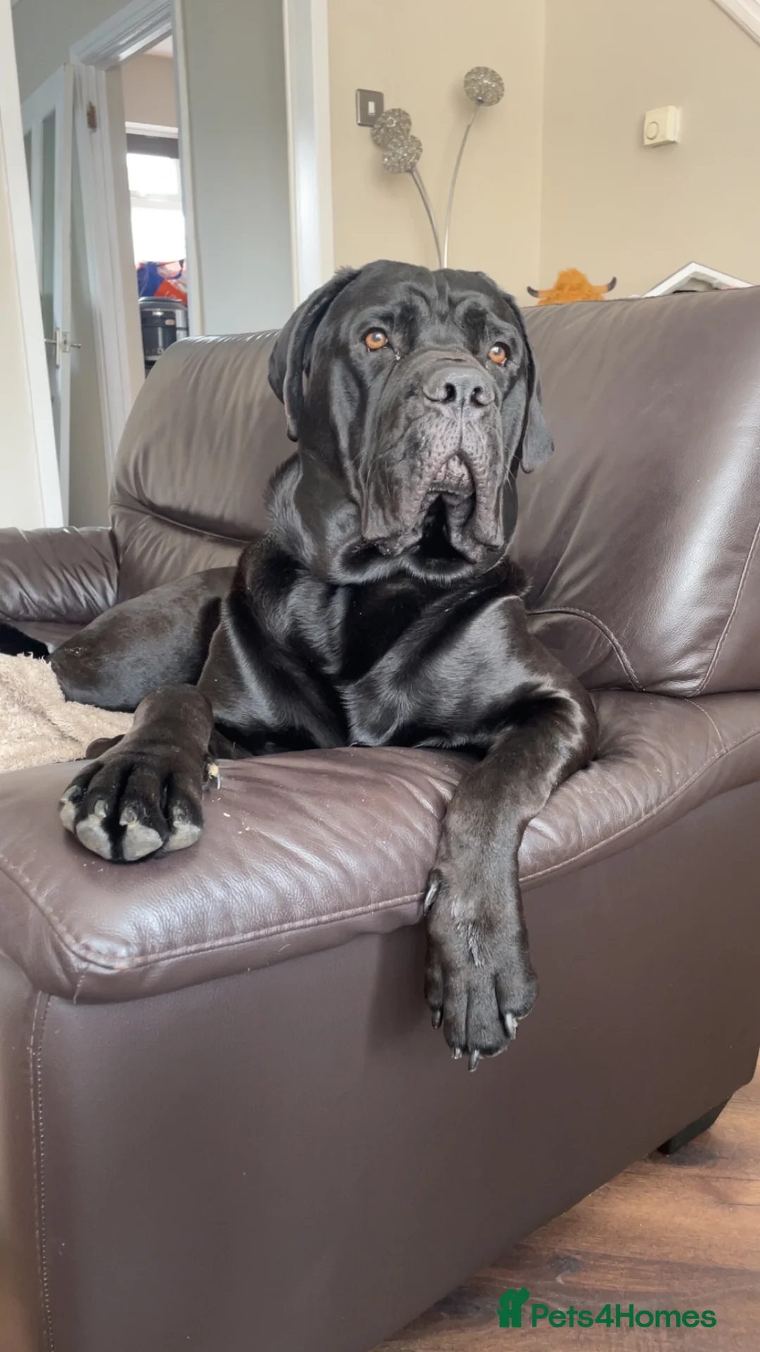 Cane Corso dogs for stud: Cane Corso for Stud in Doncaster - Advert 16