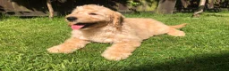 Goldendoodle dogs for sale: F1 Miniature Goldendoodle 100% DNA Health Tested - Advert 9