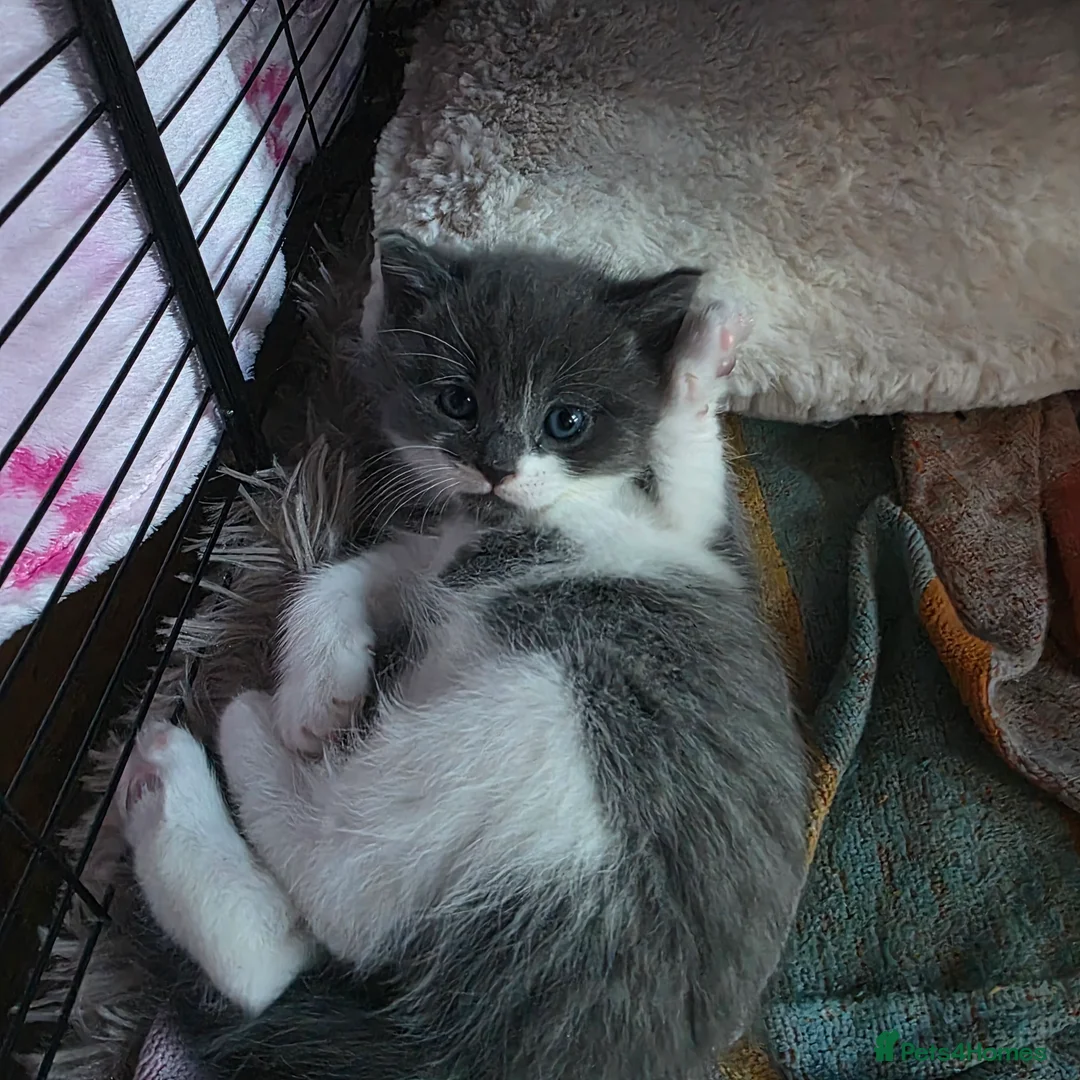 Russian Blue cats for sale: Mixed Russian blue kittens - Advert 13