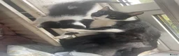 Mixed Breed cats for sale: Kittens for sale  - Advert 6