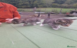 Aegean cats for sale: Agean x Kittens for sale - Image 21