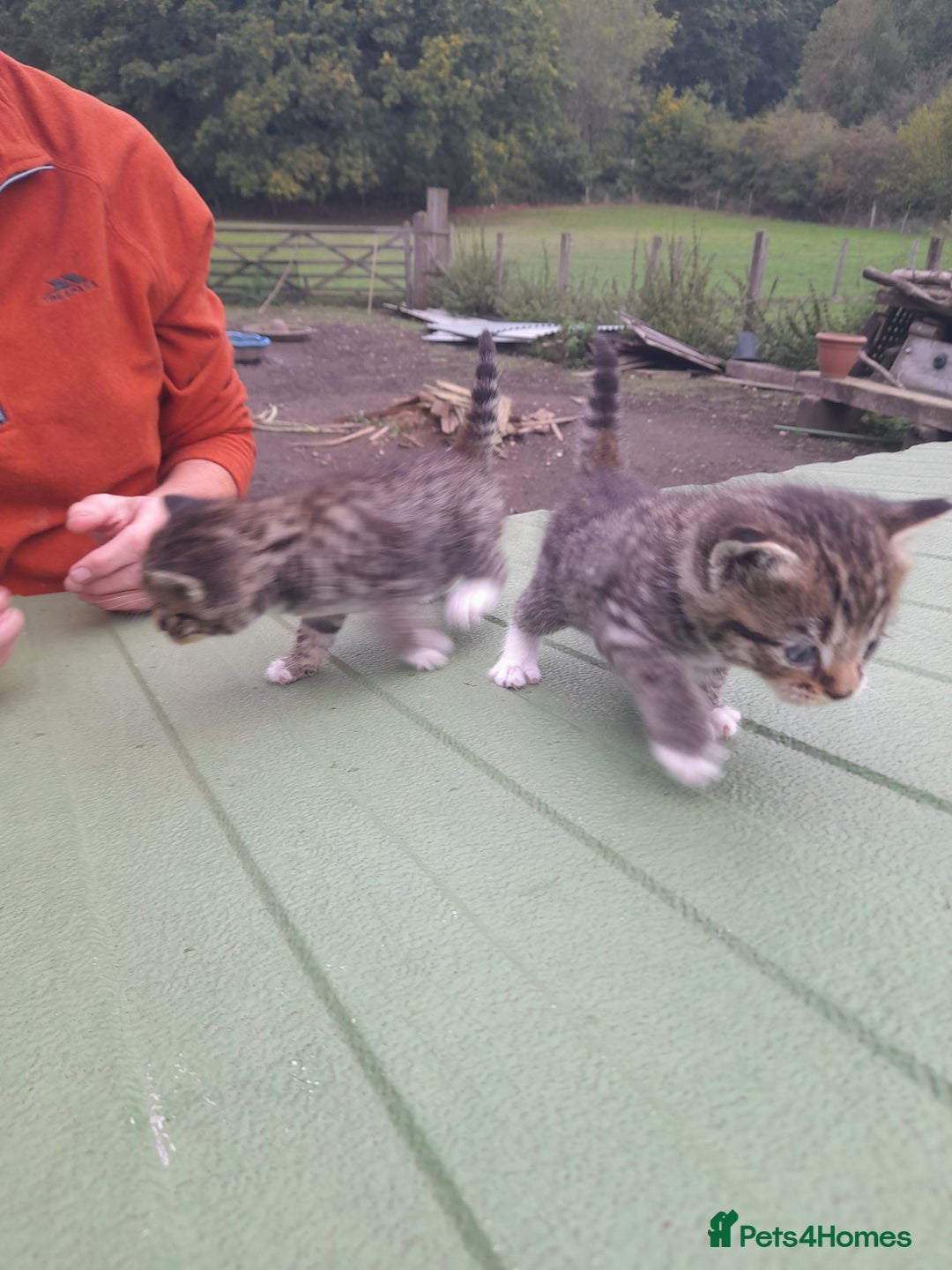 Aegean cats for sale: Agean x Kittens for sale - Image 21