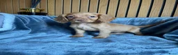 Cocker Spaniel dogs for sale: KC reg Working cockers - Outstanding pedigree - Advert 10