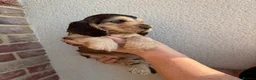 Cocker Spaniel dogs for sale: KC Reg Sable Show Cocker Puppies - Advert 17