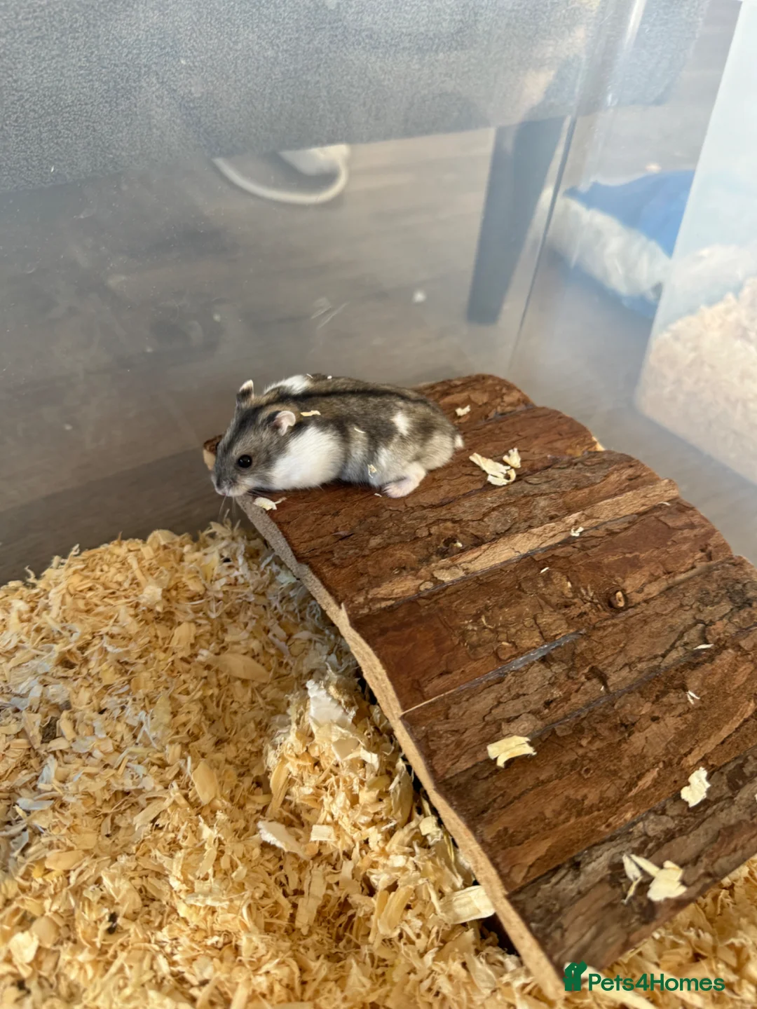 Hamster rodents for sale: Russia Hamster dwarf in Nottingham - Advert 2