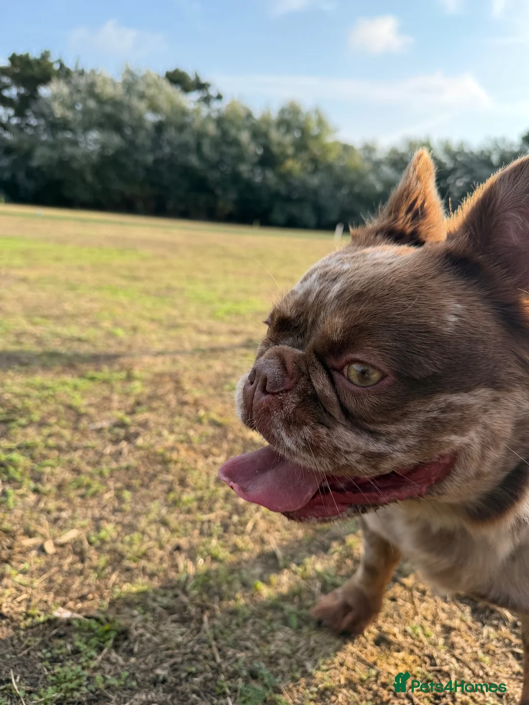 French Bulldog dogs for sale: Rehoming our beautiful girl  - Advert 1
