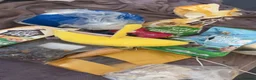 Hamster rodents for sale: Syrian hamster for re homing in Leeds - Advert 11