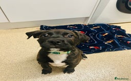 Mixed Breed dogs for sale: Staffi x rotti 15 weeks old - Image 1