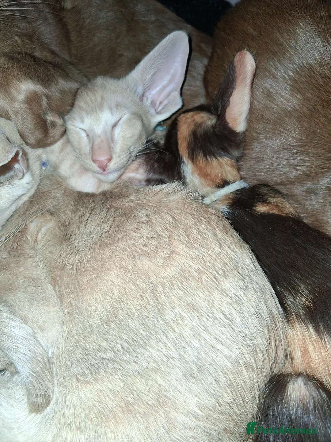 Oriental cats for sale: Gorgeous oriental kittens - Advert 7