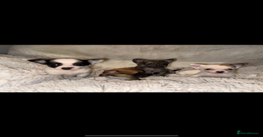 Chihuahua dogs - Advert 4