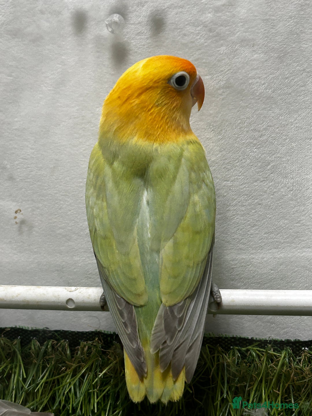 Lovebirds birds for sale: Beautiful mutation fisher opline lovebirds   - Advert 3