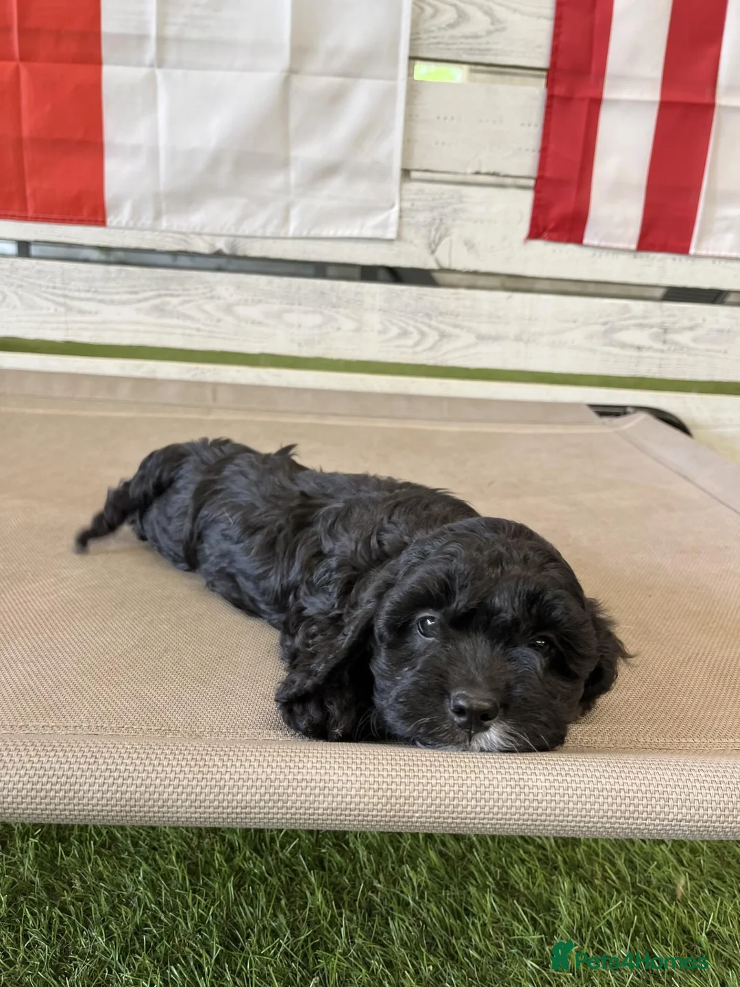 Cavapoo dogs for sale: Meet Oreo – Our Beautiful Sweet Cavapoo - Advert 2