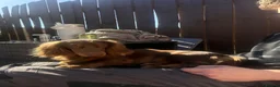 Miniature Dachshund dogs for stud: Long Haired Miniature Dachshund Chocolate & Tan - Advert 5