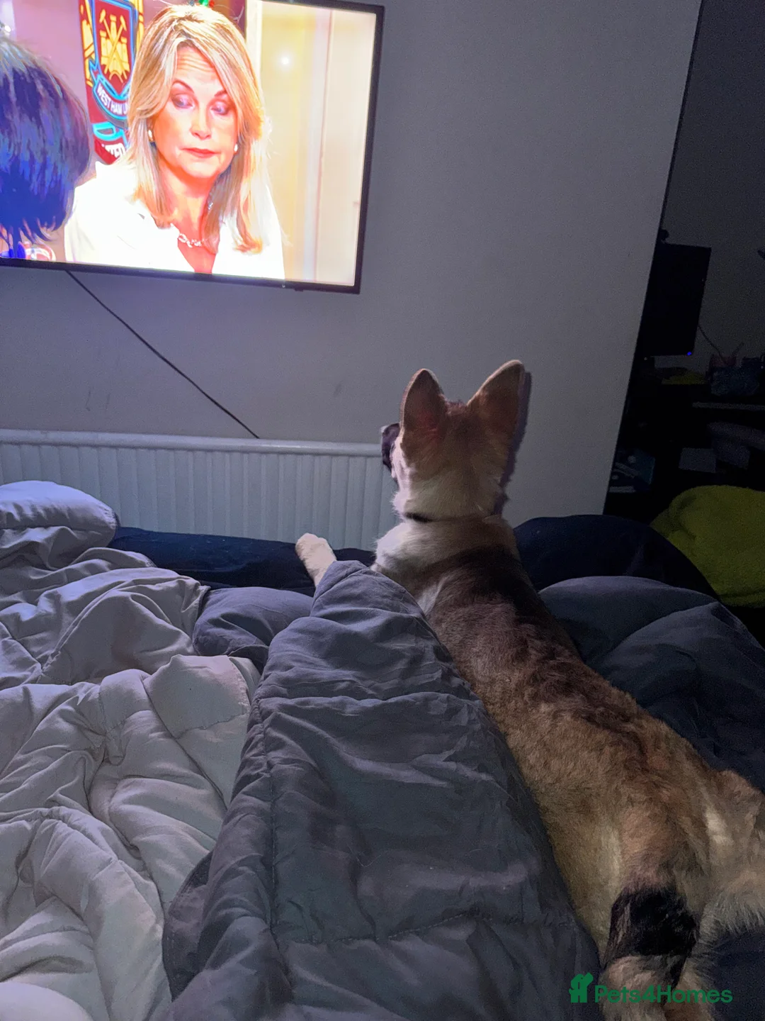 German Shepherd dogs for sale: 4.5 month old male German Shephard - Advert 31