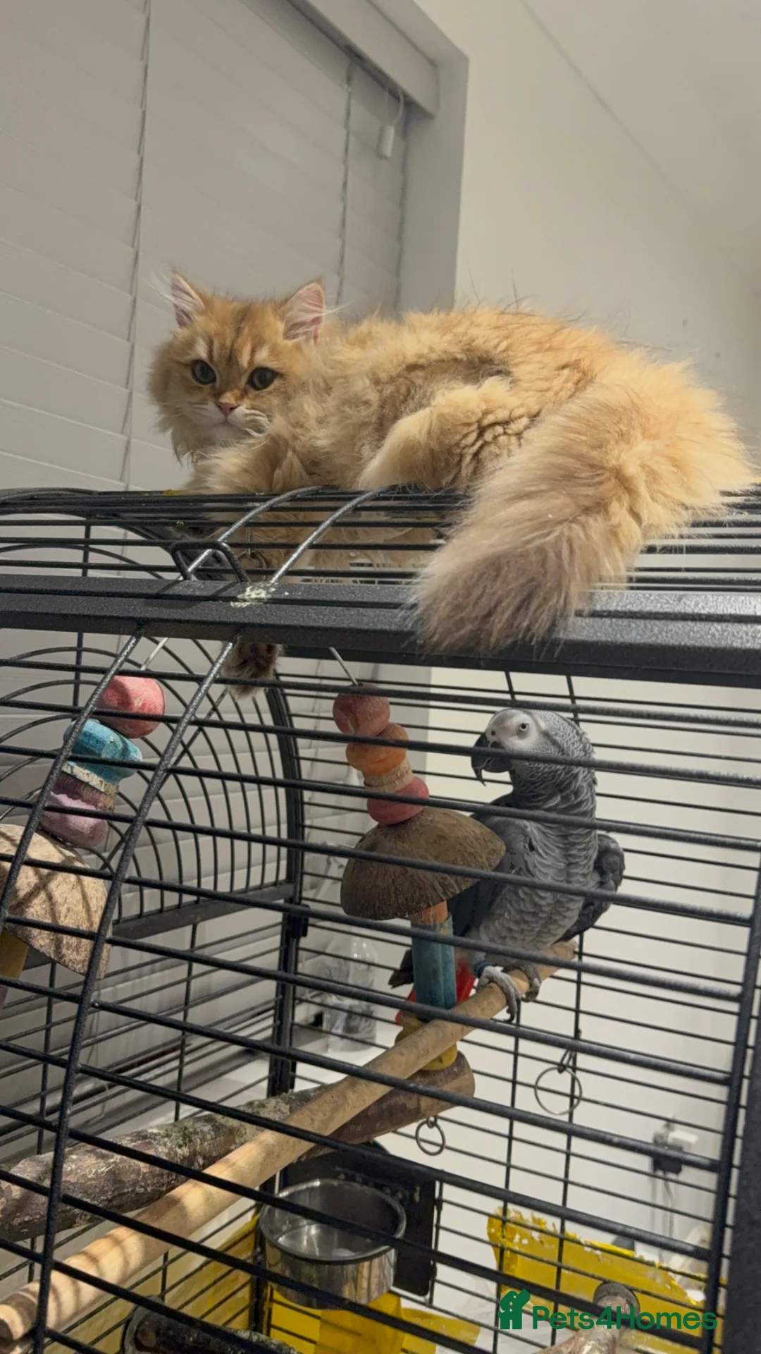 British Longhair cats for sale: Ginger British long hair cat - Advert 5