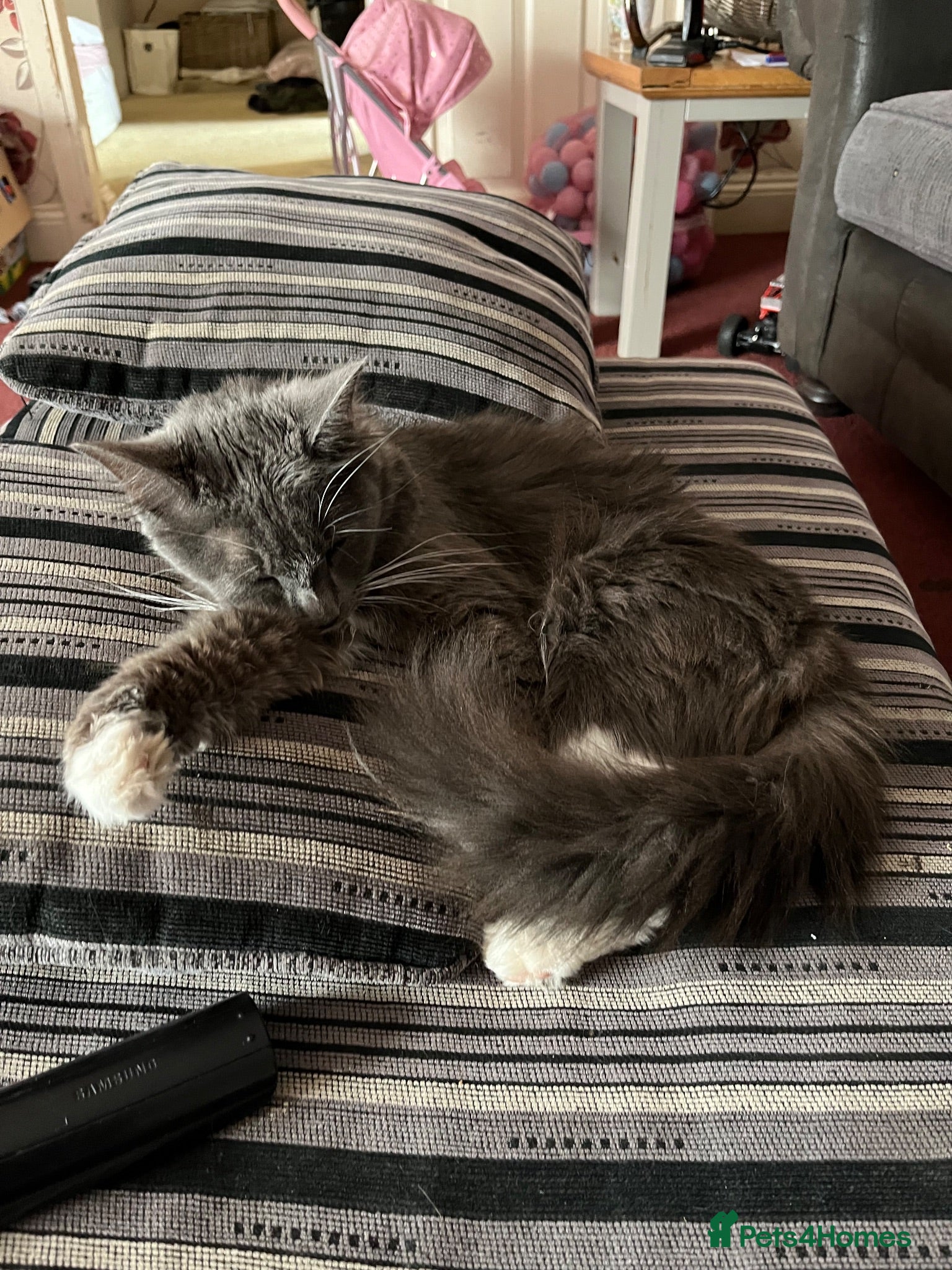Mixed Breed cats Beautiful very friendly long haired kittens  - Advert 2