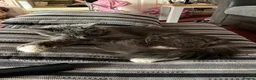 Mixed Breed cats for sale: Beautiful very friendly long haired kittens  - Advert 2