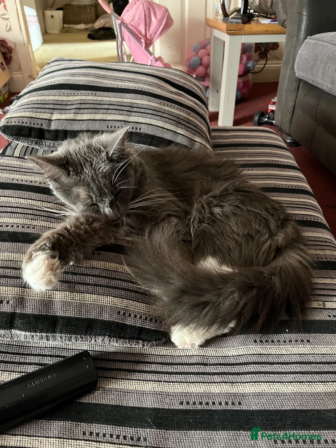 Mixed Breed cats for sale: Beautiful very friendly long haired kittens  - Advert 2