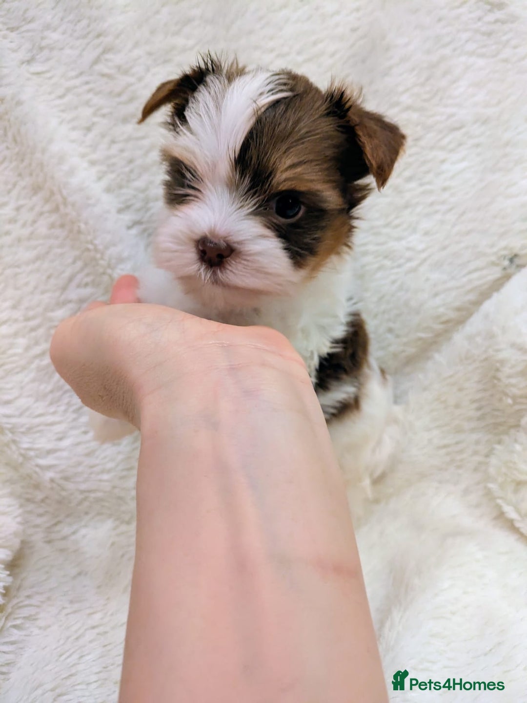 Yorkshire Terrier dogs for sale: Very tiny beautiful Biro puppys  - Advert 7