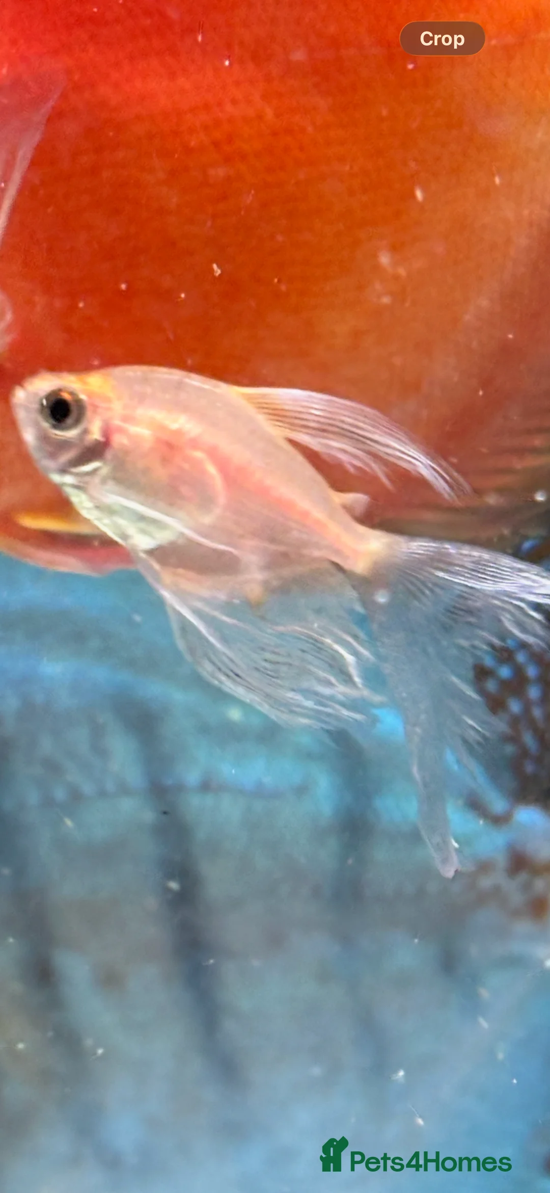 Tetras fish for sale: Long fin white widows - Advert 1