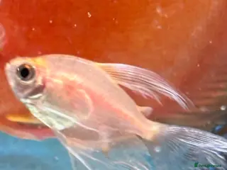 Tetras fish Long fin white widows - Advert 1