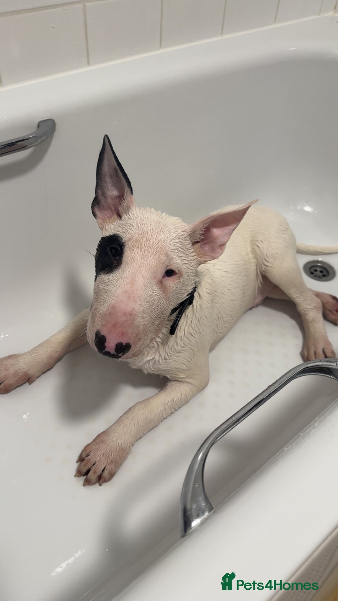 Mixed Breed dogs for sale: English bull terrier Puppy - Advert 6
