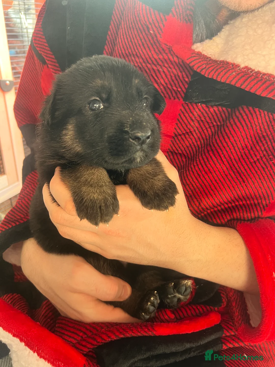 German Shepherd dogs for sale: The most stunning German Shepherd puppies - Advert 9